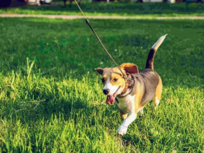 Hond trekt aan de lijn: trekken voorkomen!