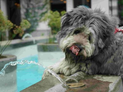 Waterspeelgoed hond: top 7 waterspeeltjes! [extra voordelig]