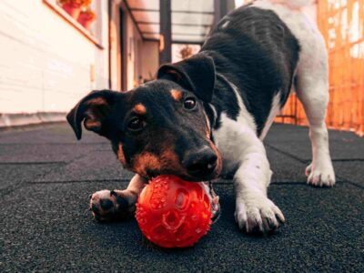 Voerbal voor je hond: 10x de beste snackballen 2022!