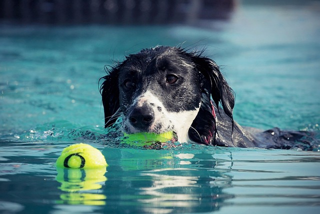 zwemmen met je hond