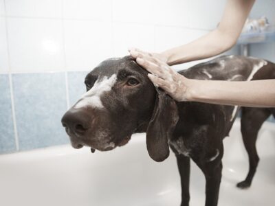 Hond wassen: hoe doe je dat en hoe vaak is het nodig?