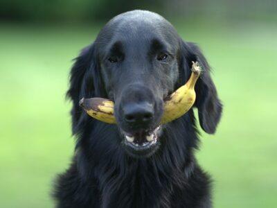 Welk fruit mag een hond eten? Ontdek het hier