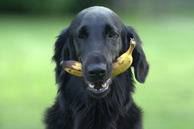 mag een hond fruit eten