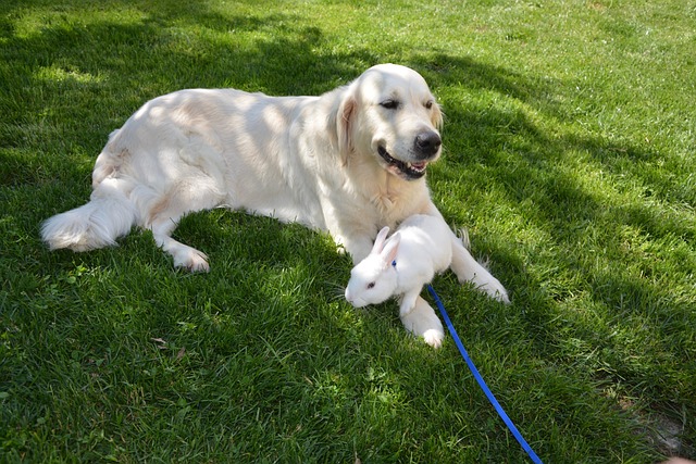 hond en konijnen samen