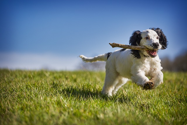 drukke hond