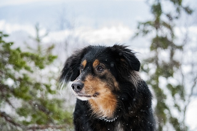 hond mee naar Finland