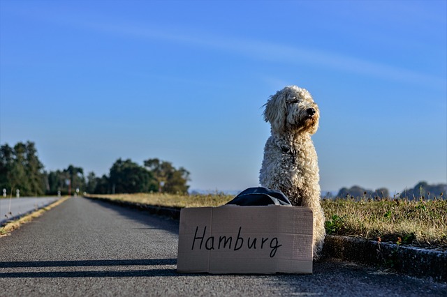 hond mee naar duitsland