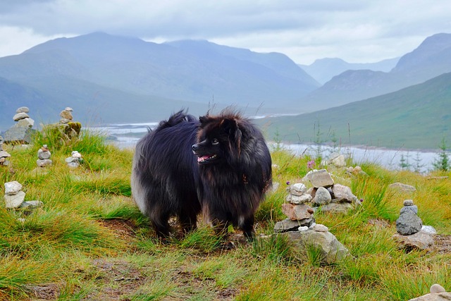 hond mee naar Schotland
