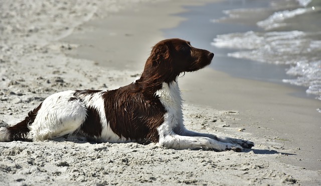 cijfers over honden