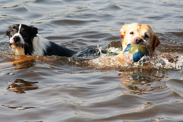 mag een hond in de sloot zwemmen?
