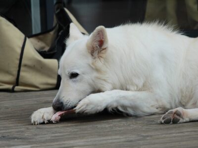 Biologisch natvoer hond: 10x de beste natvoeding