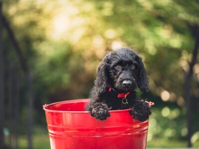 Rode hondenmand: 10x de leukste rode manden voor honden