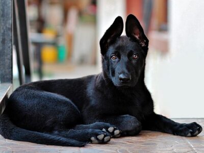 Zwarte hondenmand: 10x de leukste zwarte hondenmanden [SALE]