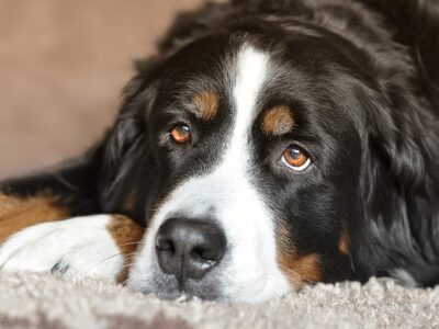 Grote hondenmand: 10x de beste manden voor grote honden