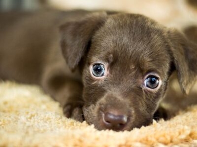 Donut hondenmand: 10x de leukste donutmanden voor honden