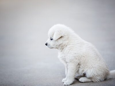 Witte hondenmand: 10x de leukste witte hondenmanden