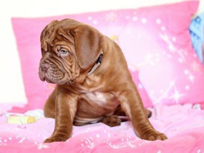 Roze hondenmand: 10x de leukste roze hondenmanden [SALE]