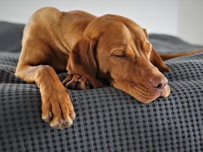 Orthopedische hondenmand: 10x de beste opties [GETEST]