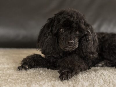 Kleine hondenmand: 10x de leukste kleine hondenmanden