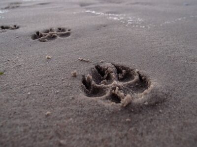 Pootafdruk hond maken: 10x de beste mogelijkheden