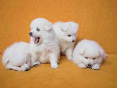 Gele hondenmand: 10x de leukste gele hondenmanden [SALE]