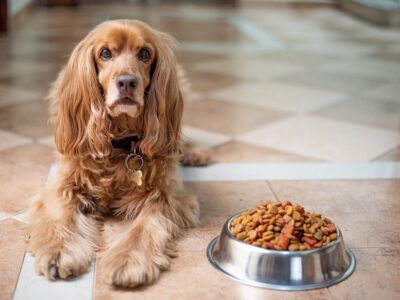 Slow feeder hond: 10x de beste slowfeeders